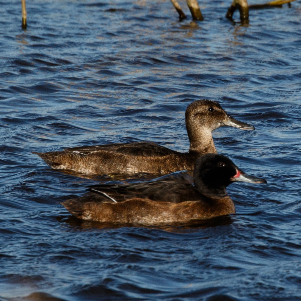 Black-headed Duck - ML114604021