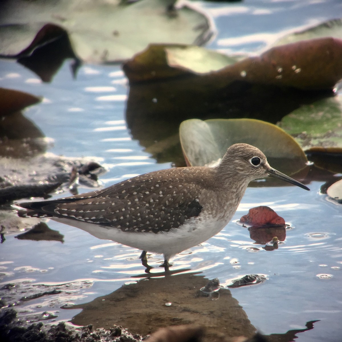 Solitary Sandpiper - ML114604211