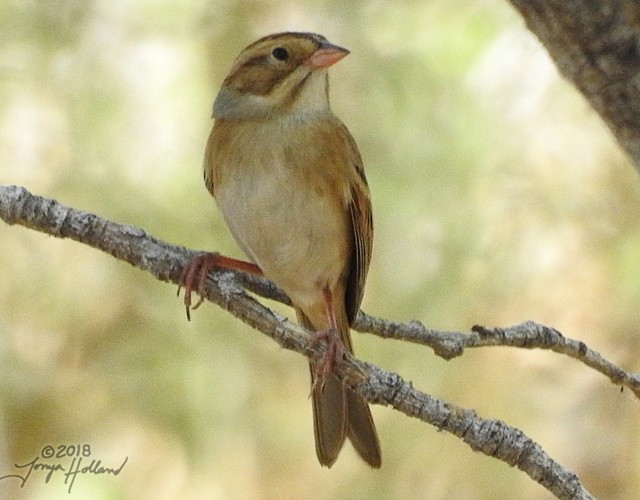 Clay-colored Sparrow - ML114604931