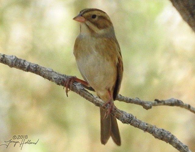 Clay-colored Sparrow - ML114606561