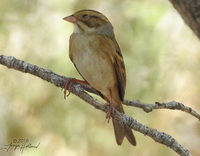 Clay-colored Sparrow - ML114606581