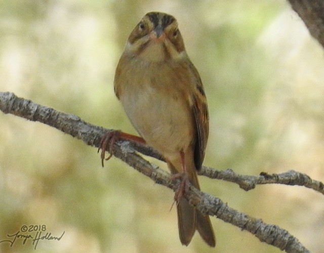 Clay-colored Sparrow - ML114606611