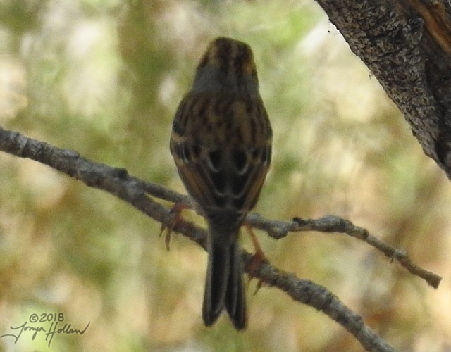 Clay-colored Sparrow - ML114606651