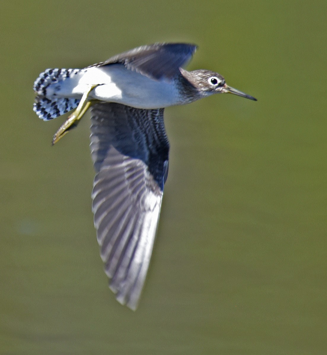 Solitary Sandpiper (solitaria) - ML114607651