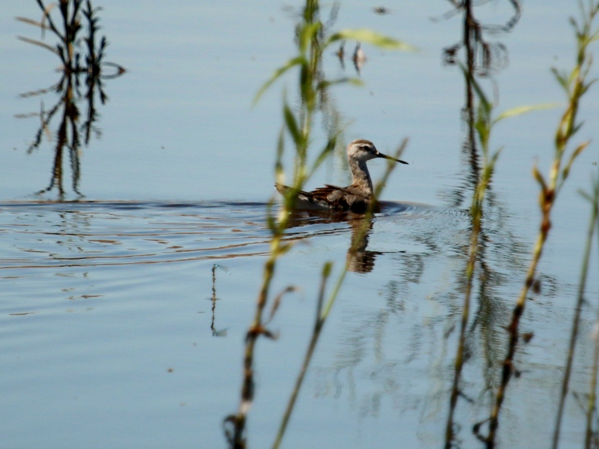 hvithalesvømmesnipe - ML114610231