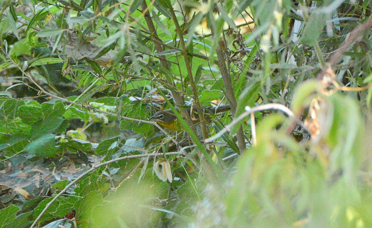 Yellow-breasted Chat - Douglas Hall