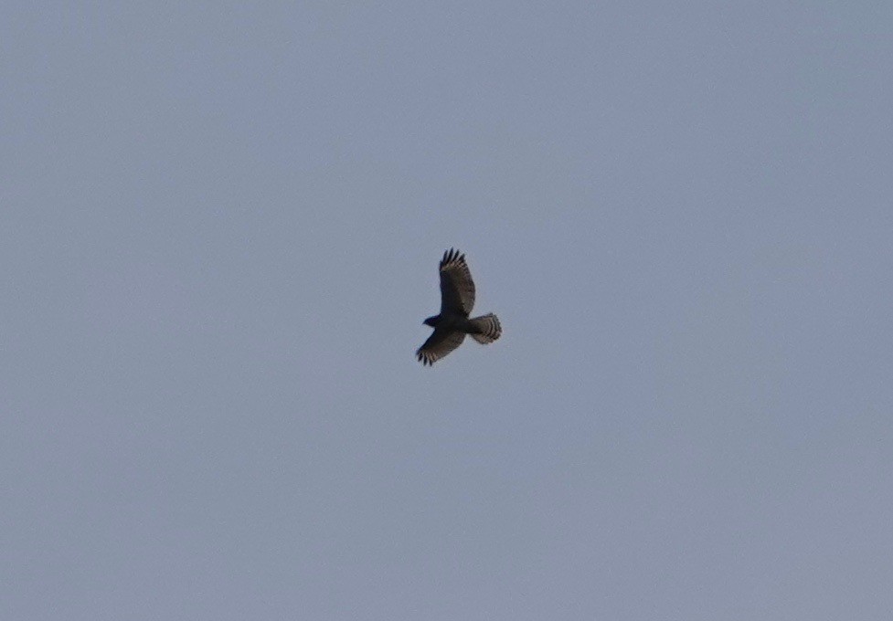 Red-shouldered Hawk - ML114613011