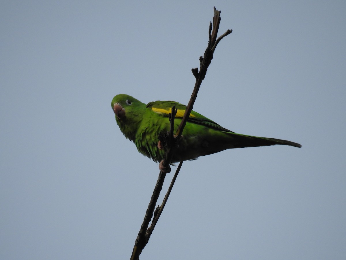 Yellow-chevroned Parakeet - Ana Paula Alminhana Maciel