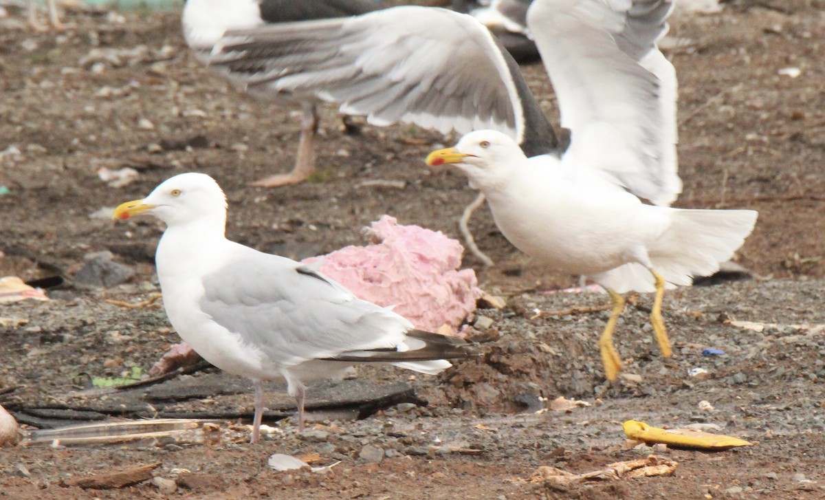 Lesser Black-backed Gull - ML114615401