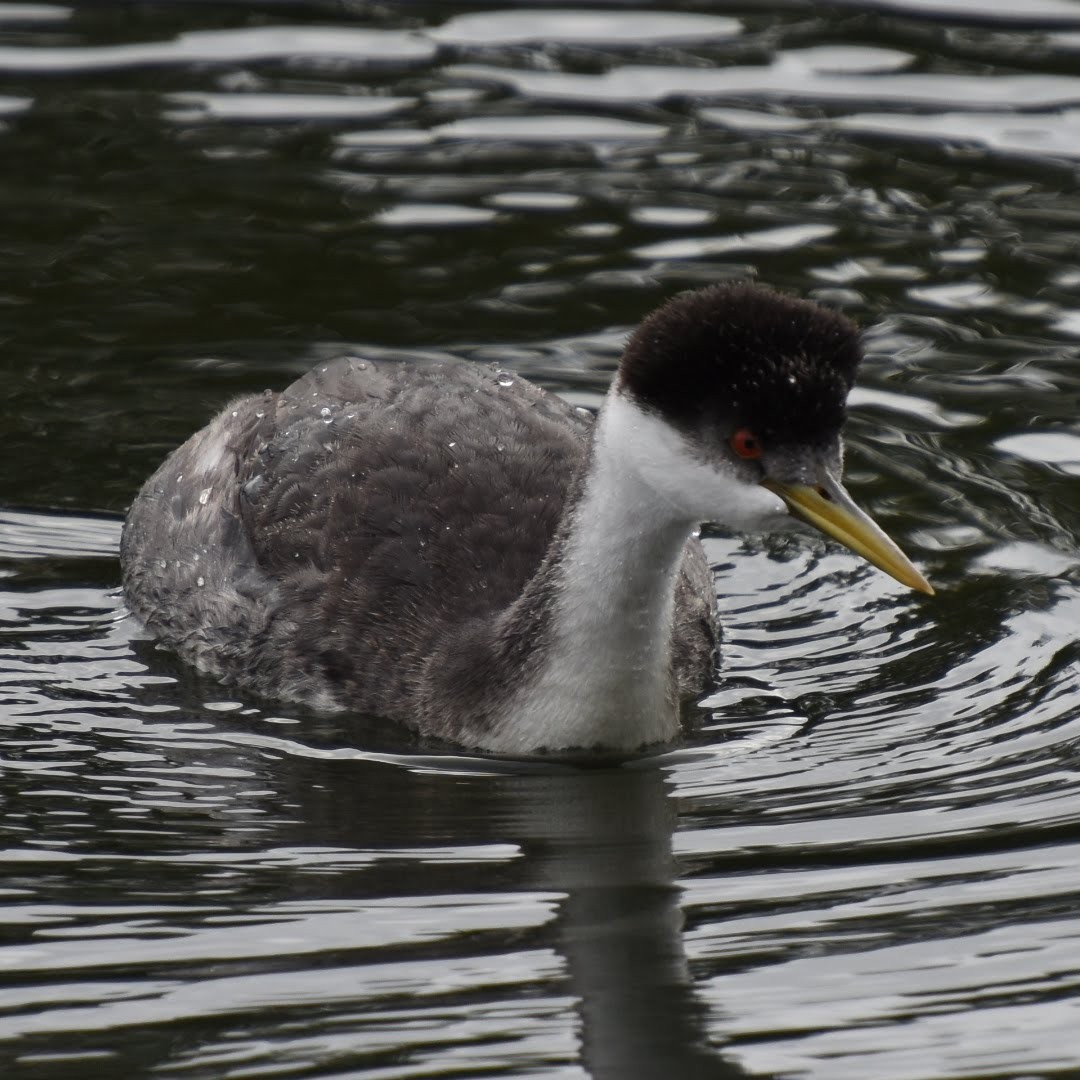 Western Grebe - ML114615431