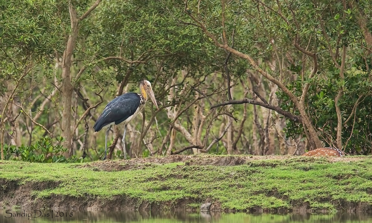 Lesser Adjutant - ML114620871