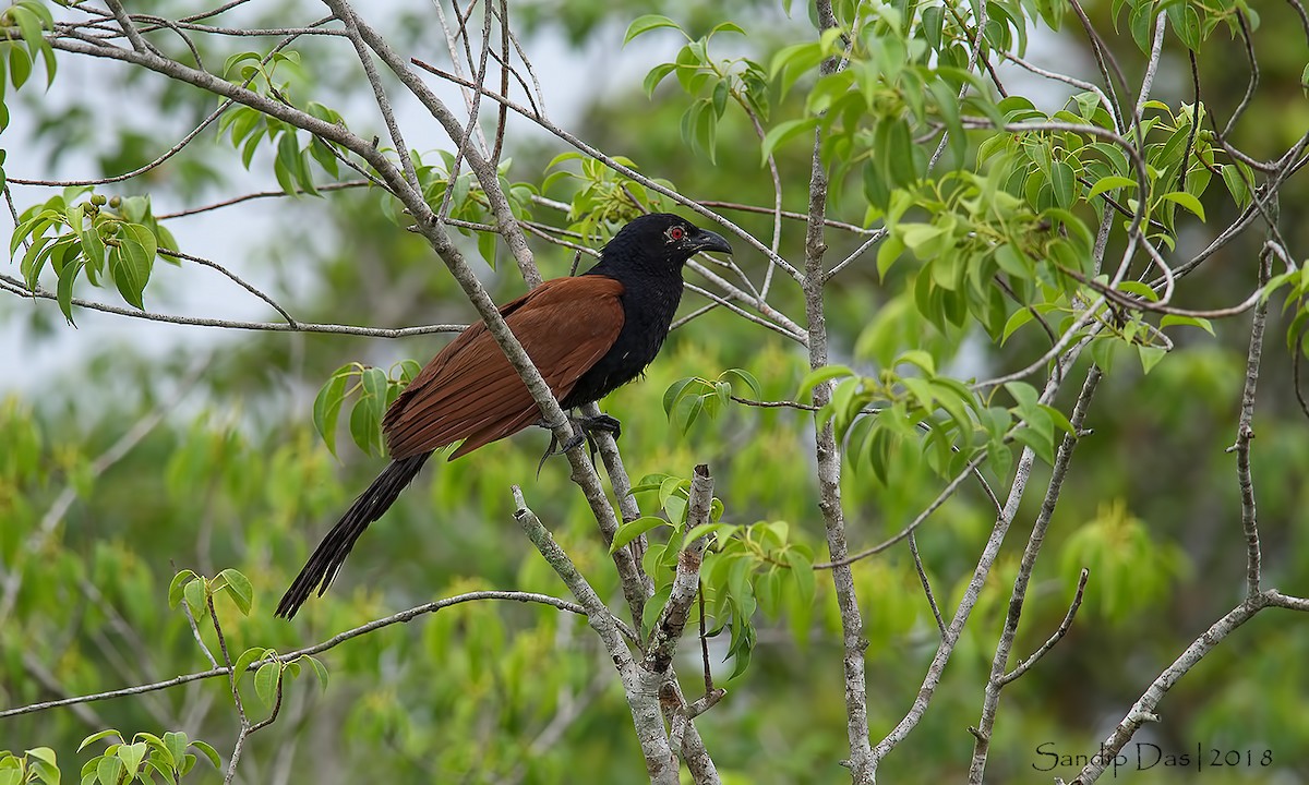 Greater Coucal - ML114620901