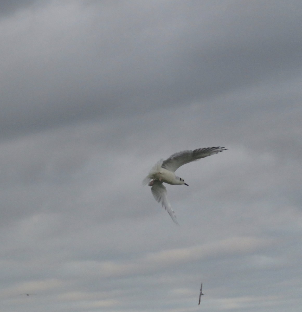 Bonaparte's Gull - ML114623241