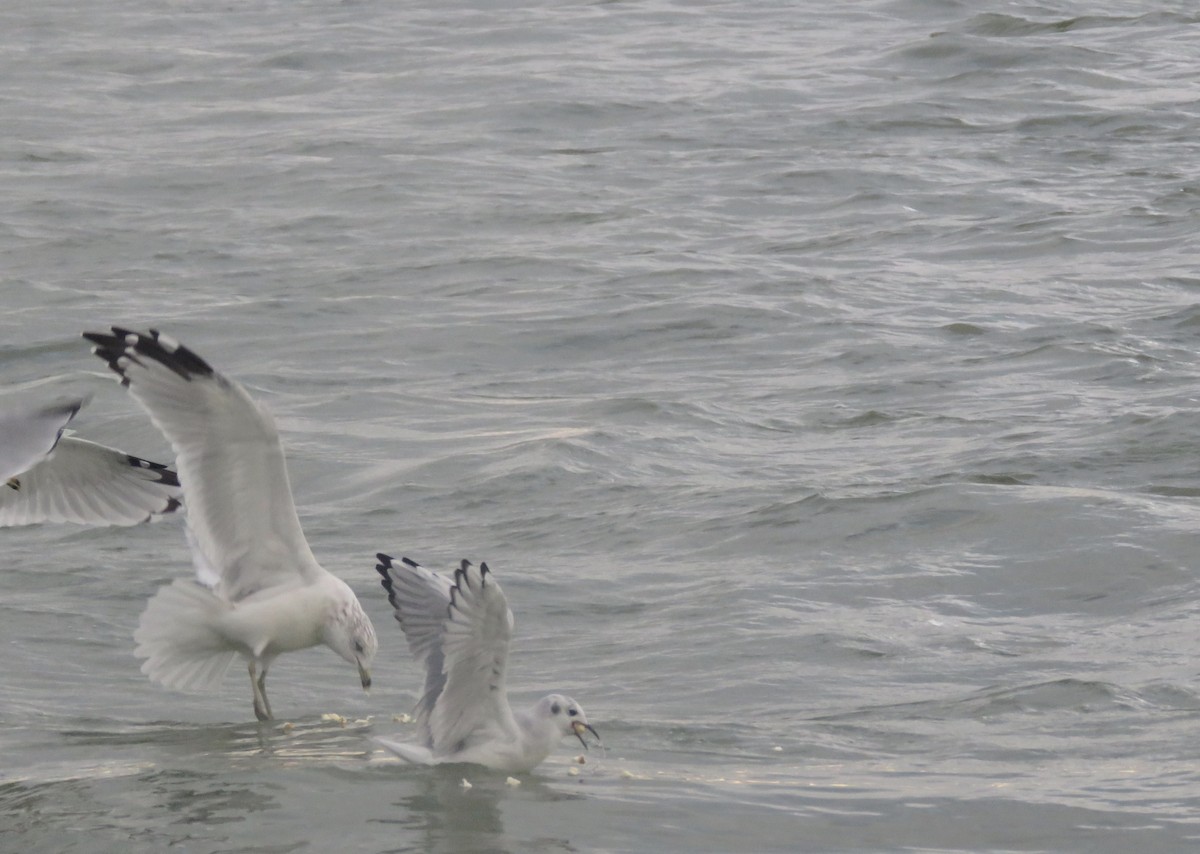 Bonaparte's Gull - ML114623261