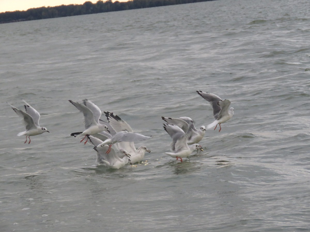 Bonaparte's Gull - ML114623281