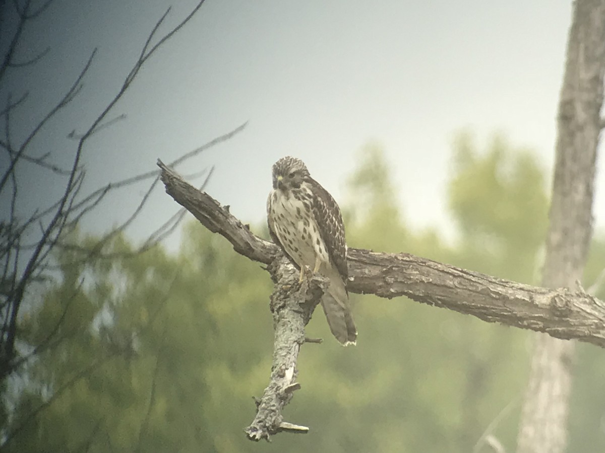 Red-shouldered Hawk - ML114623321