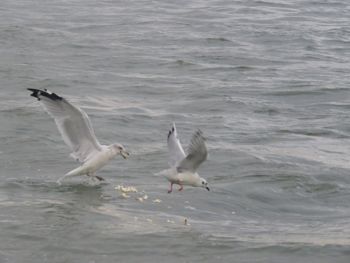 Ring-billed Gull - ML114623591