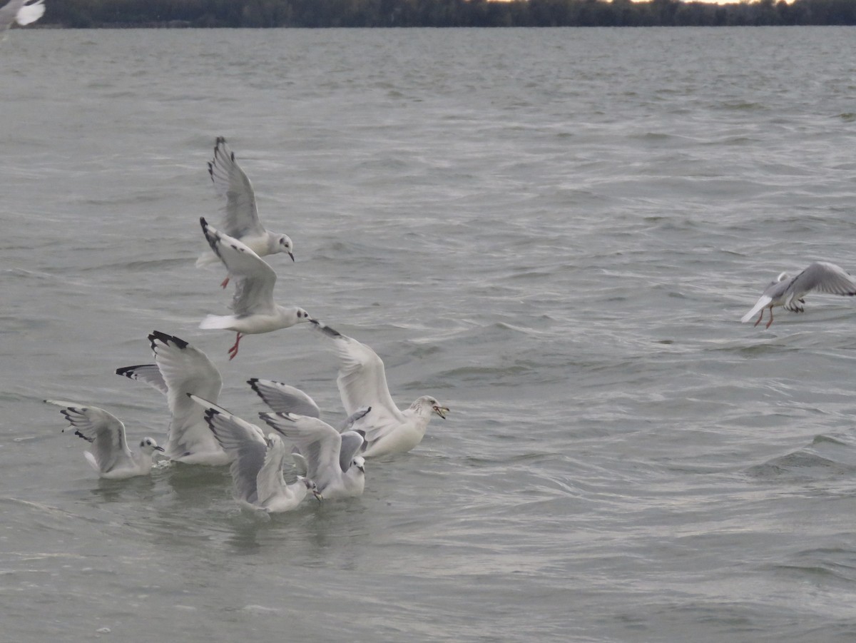 Ring-billed Gull - ML114623721