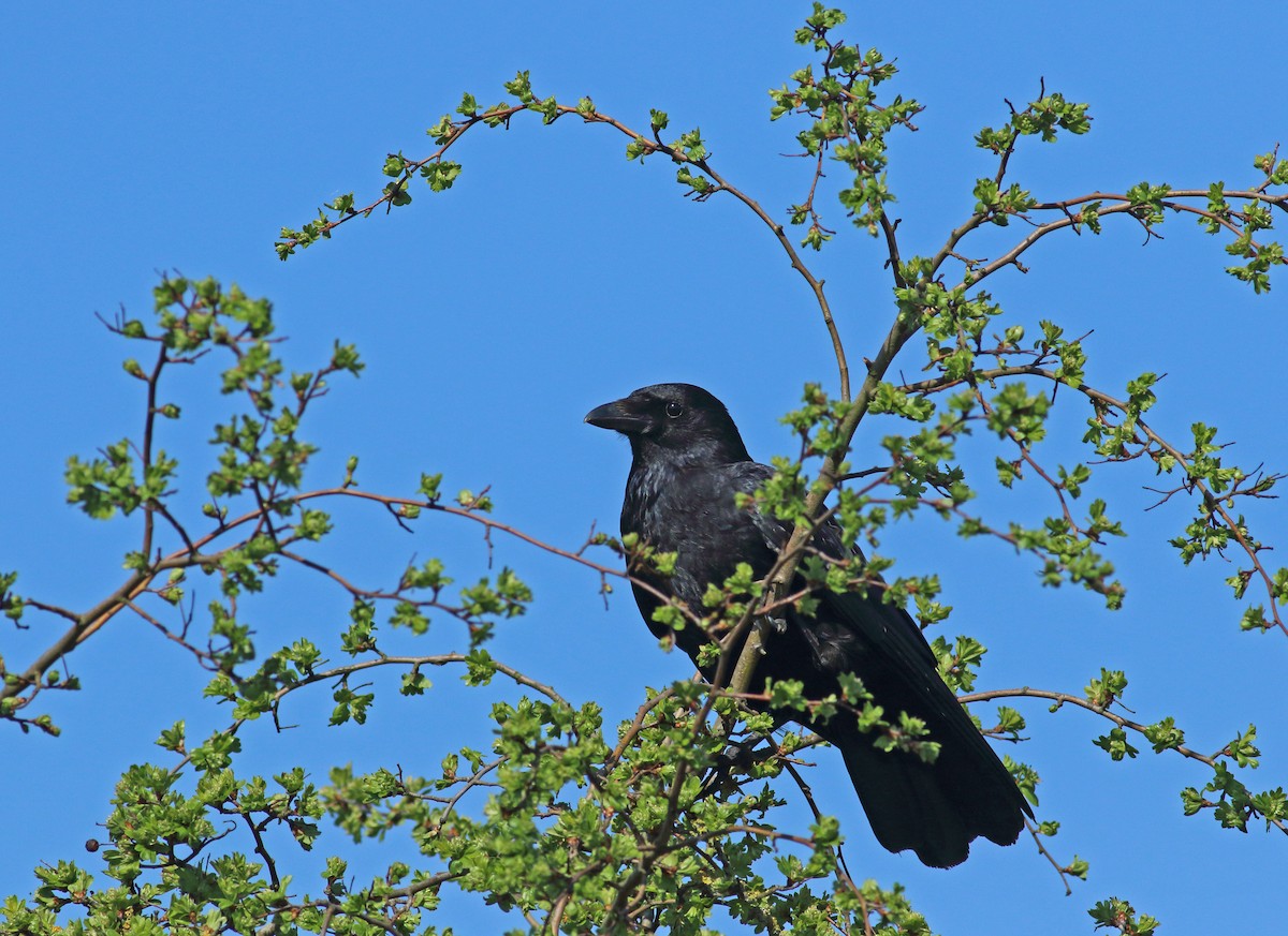 Carrion Crow - Andrew Steele