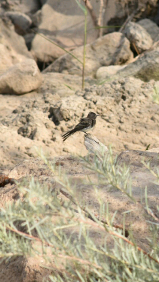 Black Phoebe - ML114627311