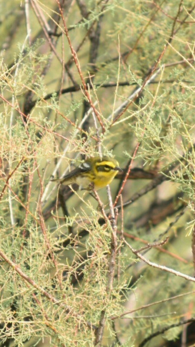 Townsend's Warbler - ML114627361