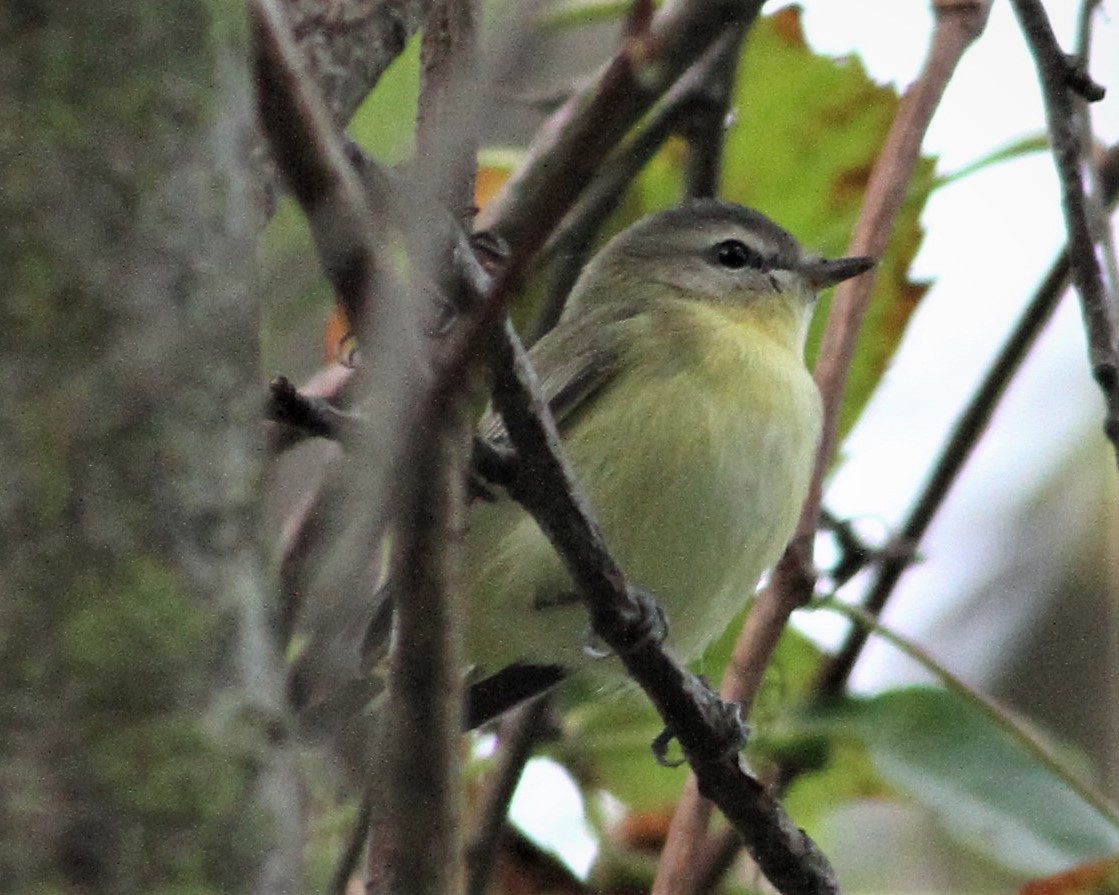 Philadelphia Vireo - Matthew Valencic