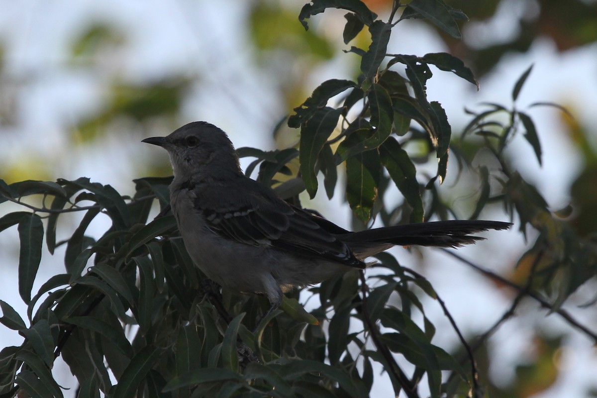 Northern Mockingbird - ML114628041