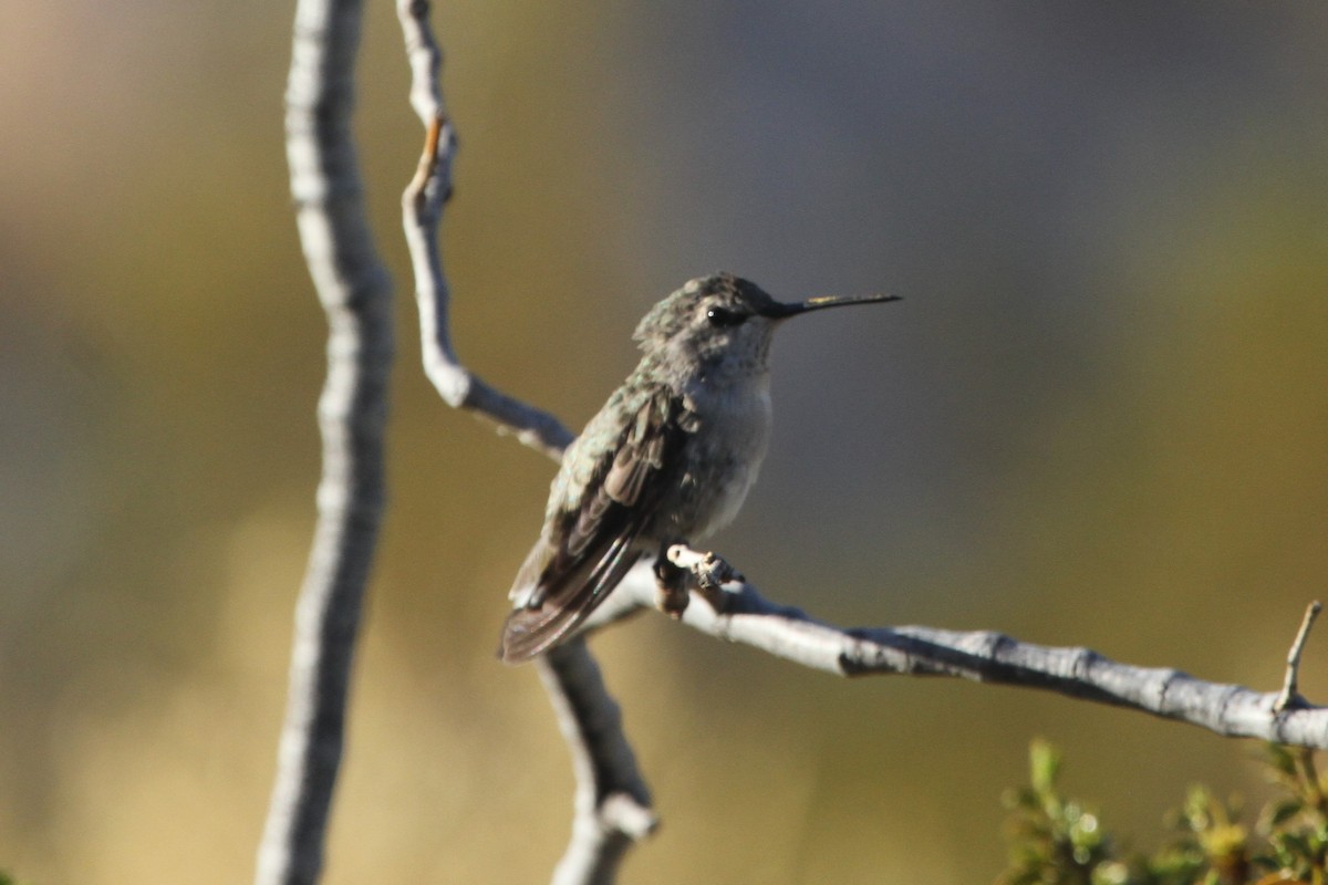 Costa's Hummingbird - ML114628131