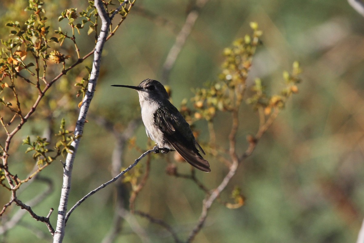 ørkenkolibri - ML114628141