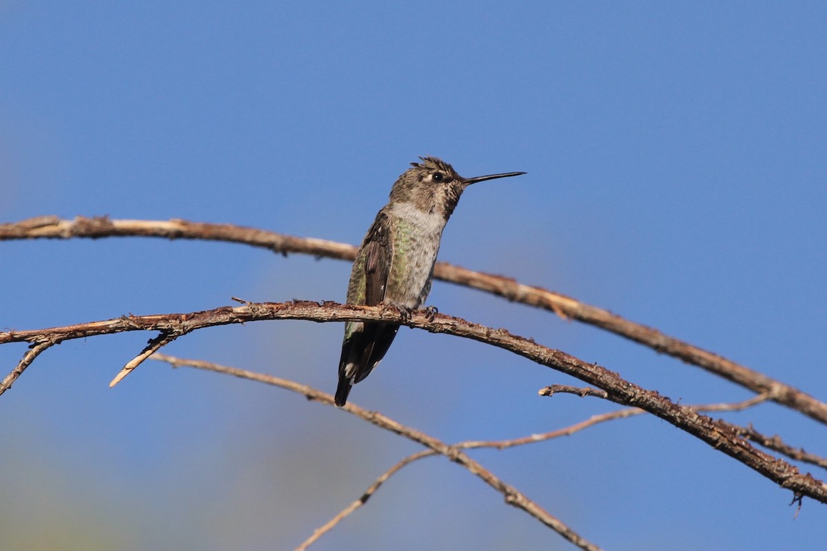 Anna's Hummingbird - ML114628301