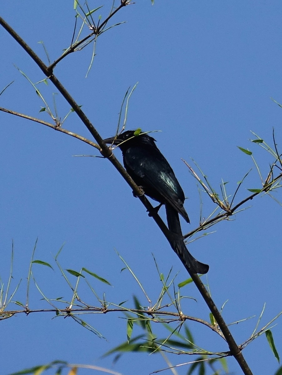 Hair-crested Drongo - ML114628381