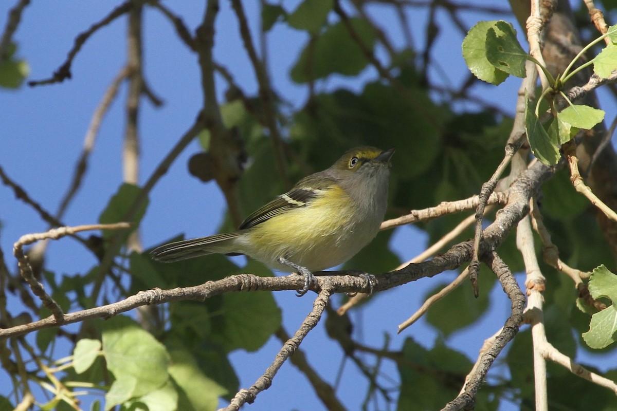 White-eyed Vireo - James (Jim) Holmes