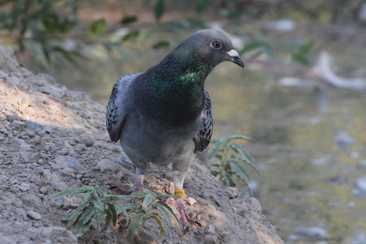 Rock Pigeon (Feral Pigeon) - ML114628611