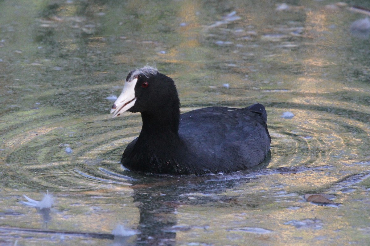 American Coot - James (Jim) Holmes