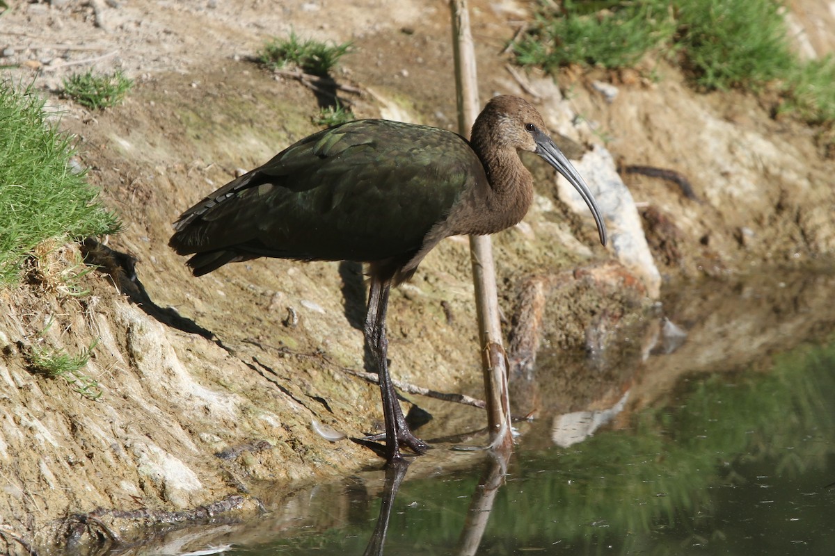 White-faced Ibis - ML114628691