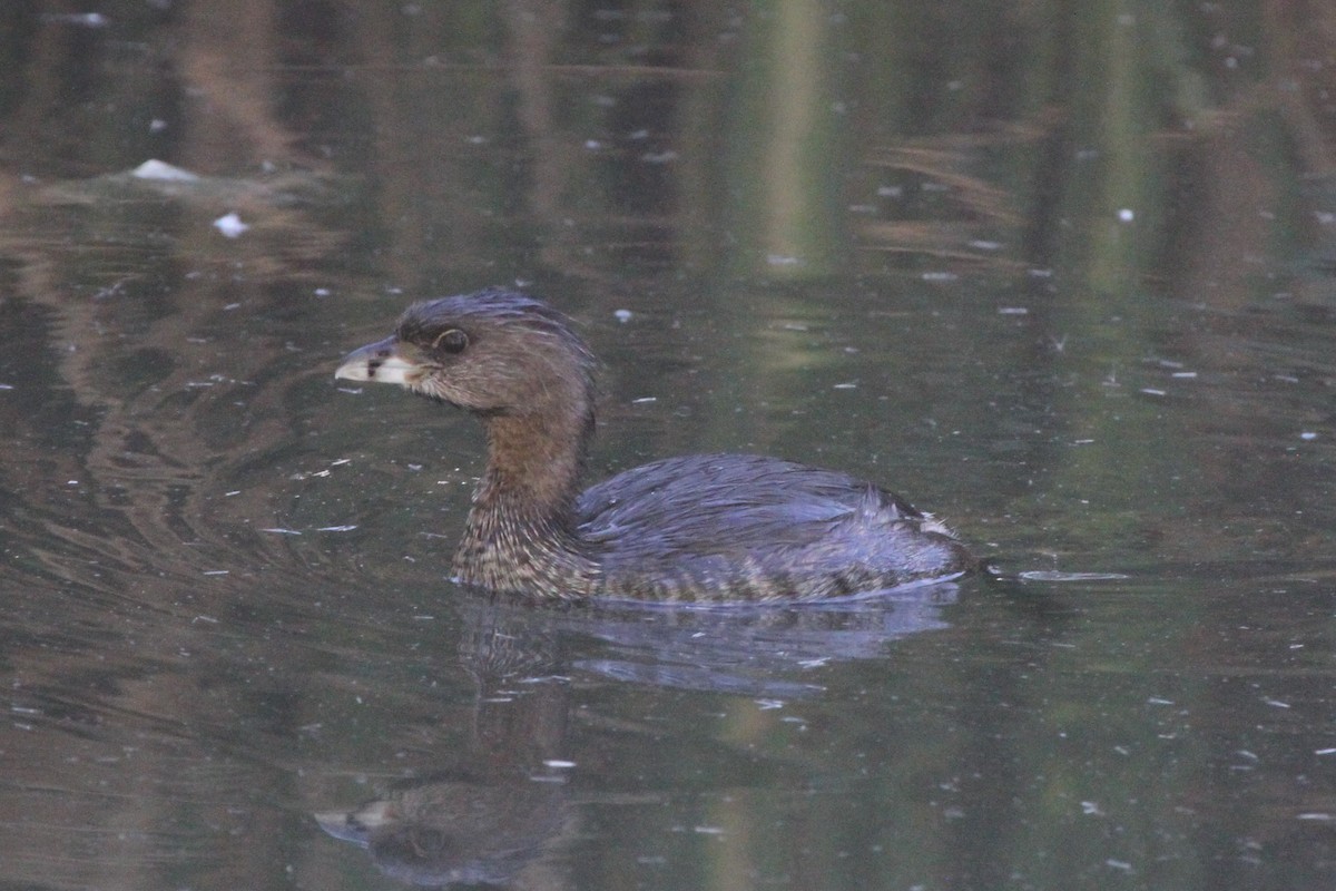 Pied-billed Grebe - ML114628731