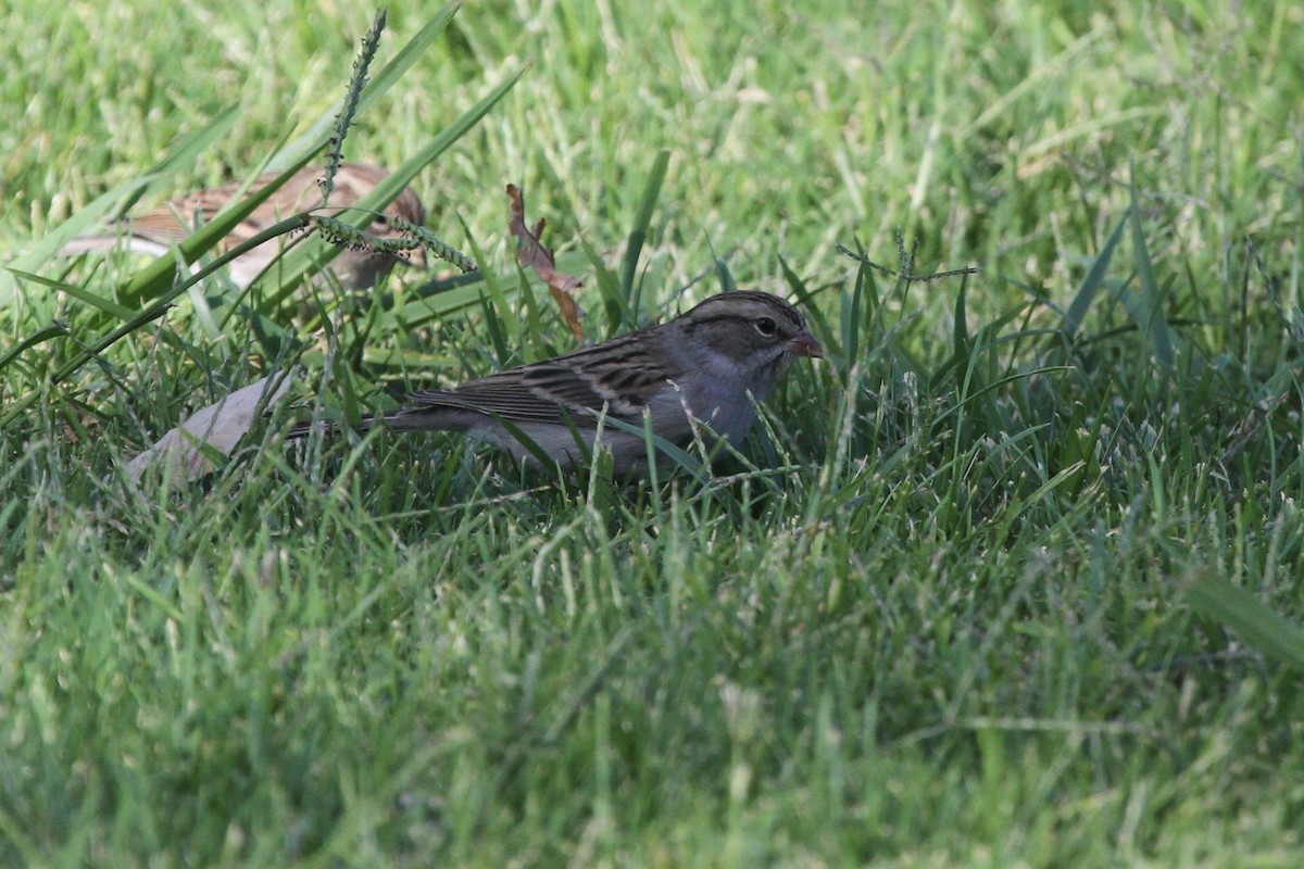 Chipping Sparrow - ML114628871