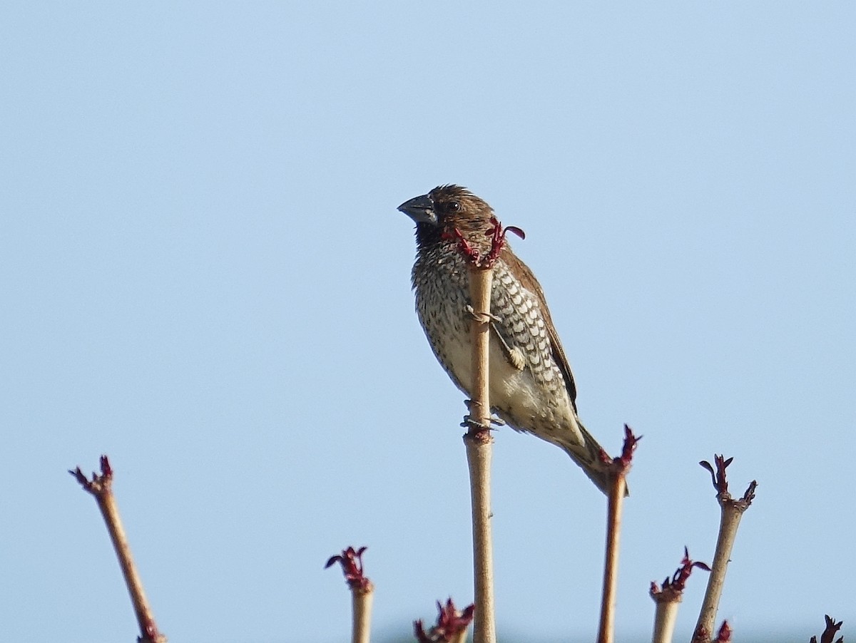 Scaly-breasted Munia - ML114629431