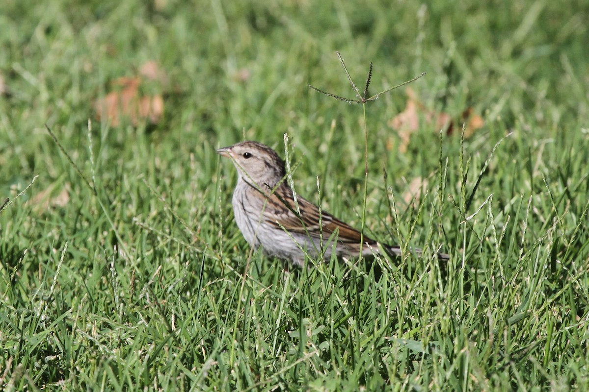 Chipping Sparrow - ML114629451