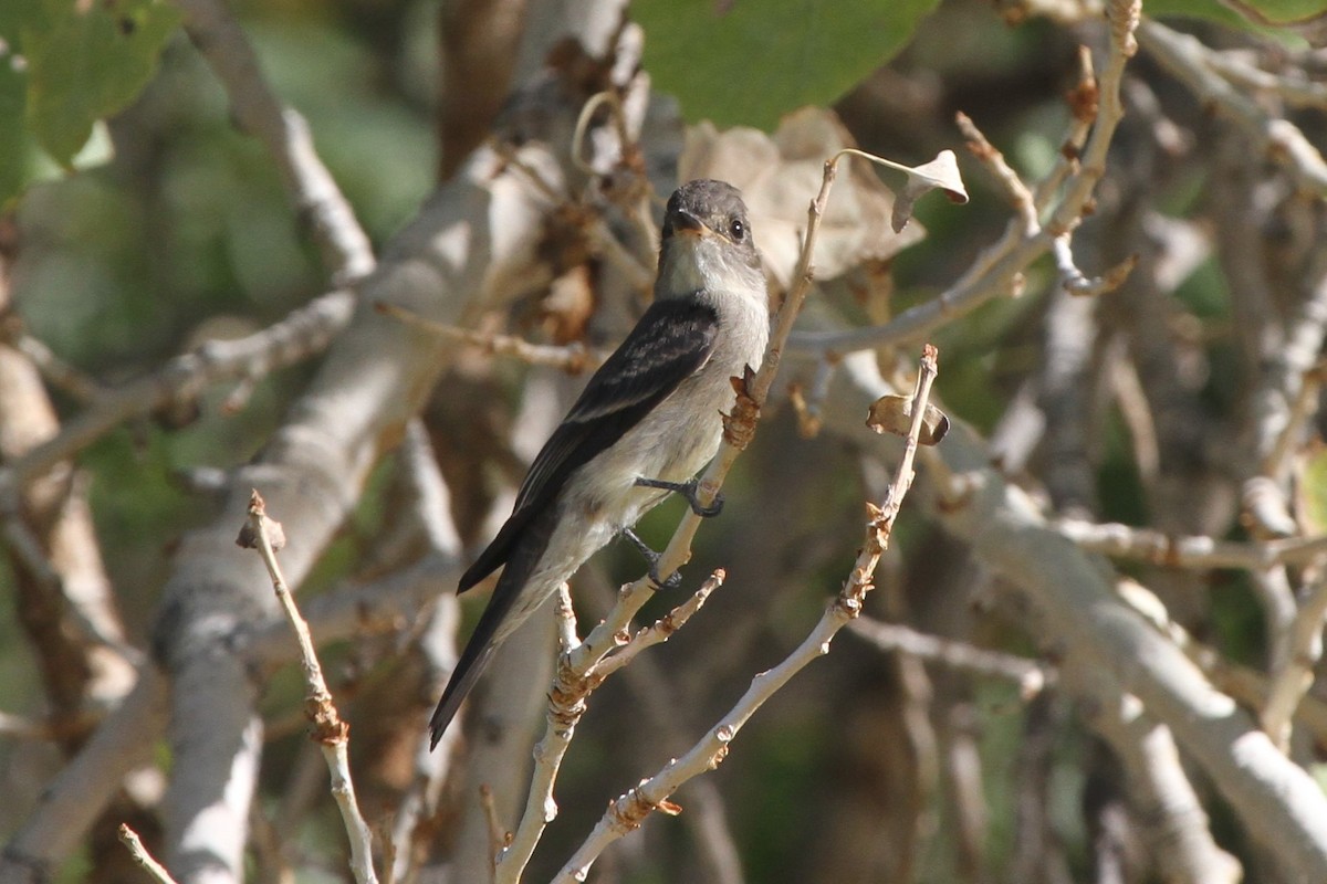 Western Wood-Pewee - ML114629571