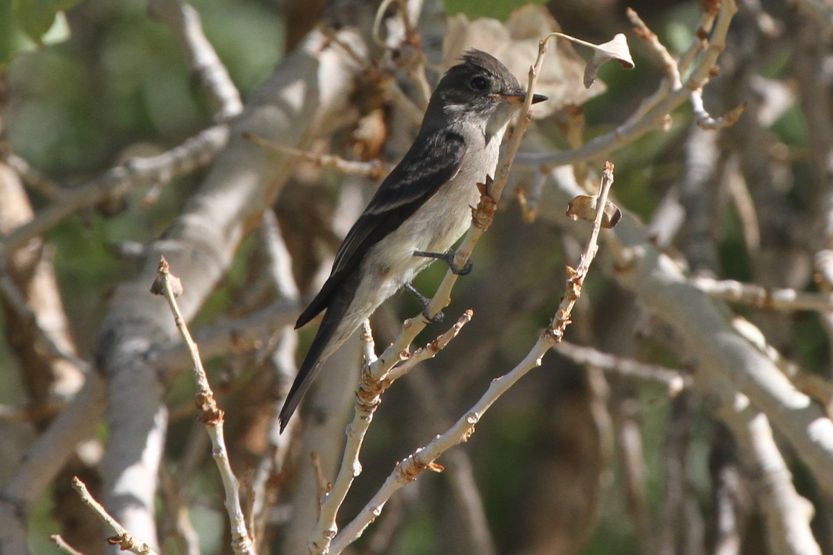 Western Wood-Pewee - ML114630161