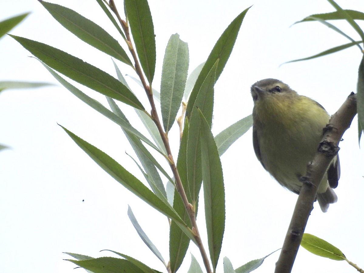 Philadelphia Vireo - ML114630441