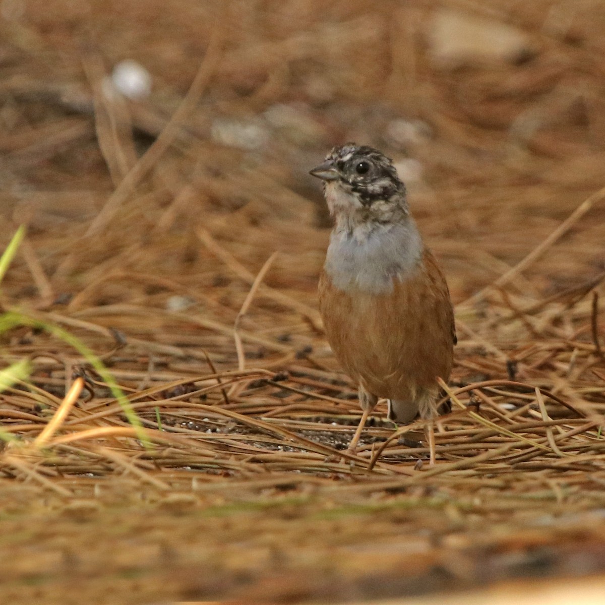 Rock Bunting - Francisco Barroqueiro