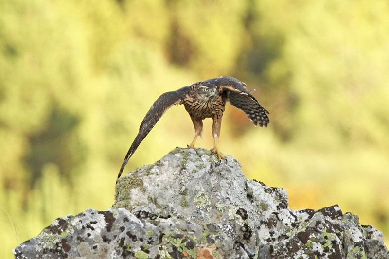 Eurasian Goshawk - Francisco Barroqueiro