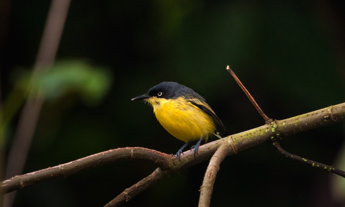 Common Tody-Flycatcher - David Monroy Rengifo