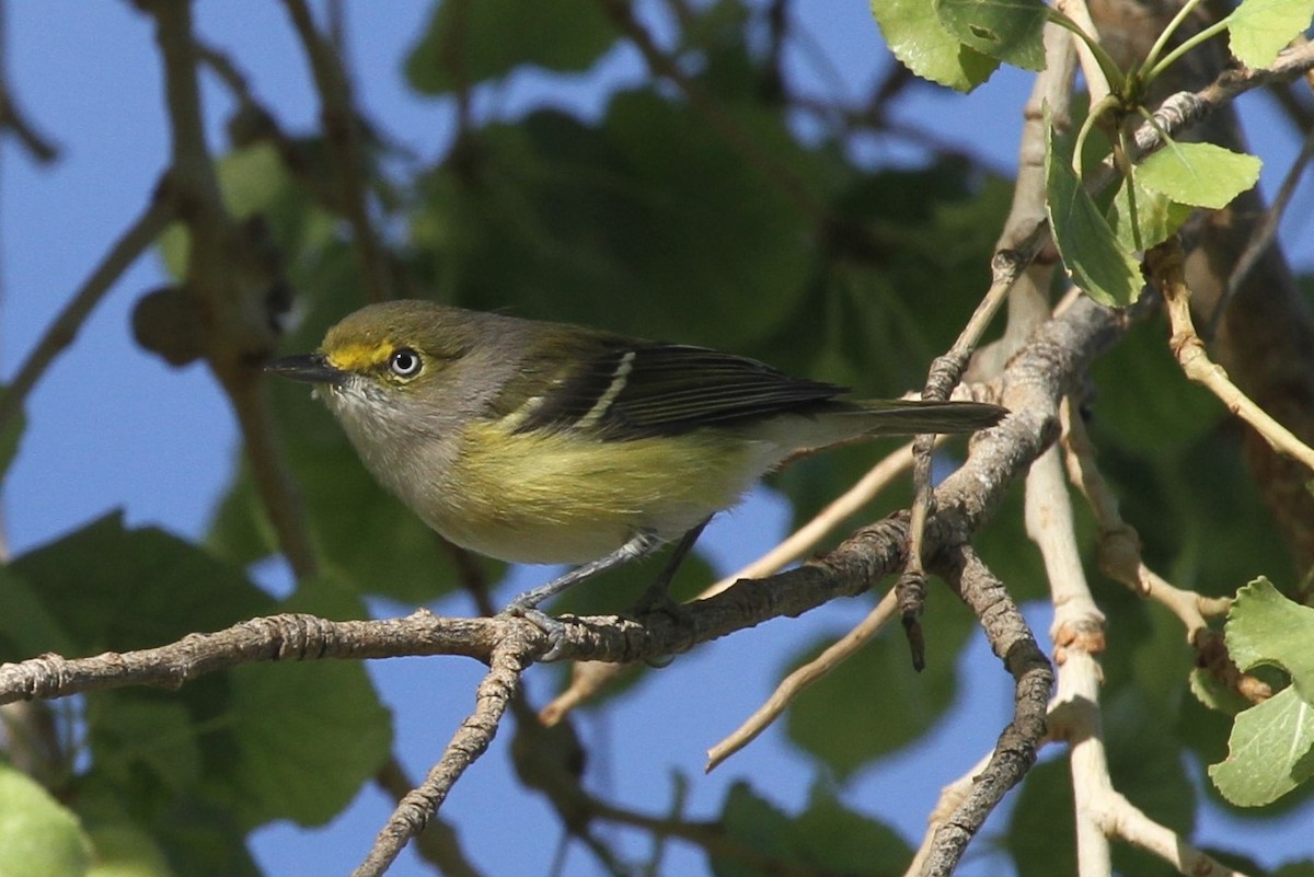 White-eyed Vireo - ML114632031