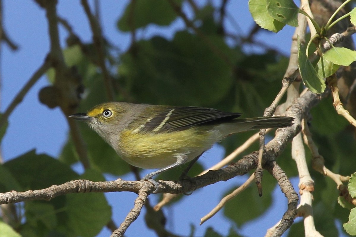 White-eyed Vireo - ML114632071