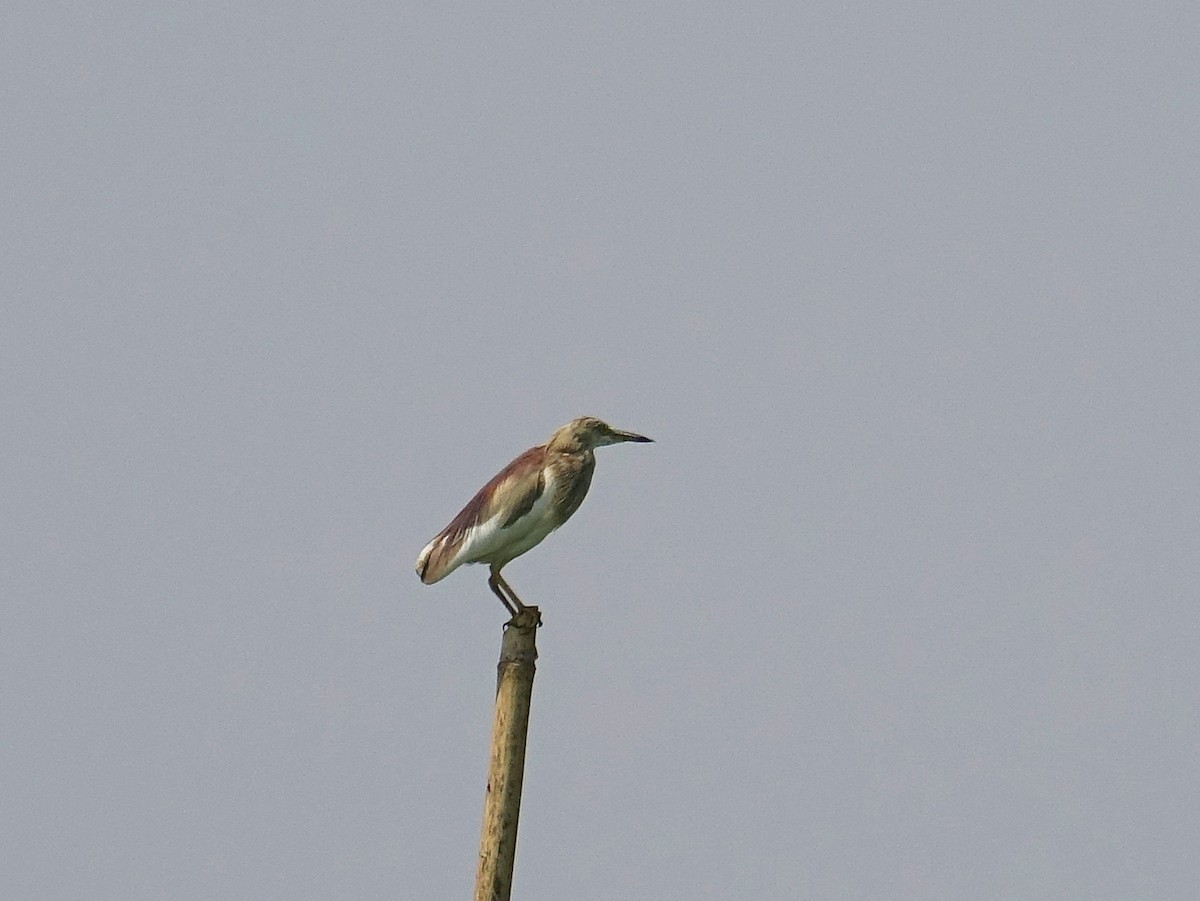 Chinese Pond-Heron - ML114632171