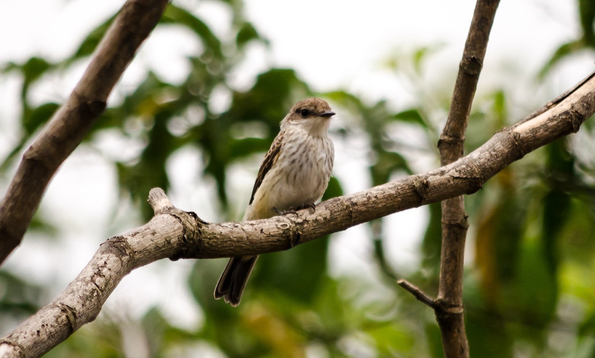 Vermilion Flycatcher - ML114633011