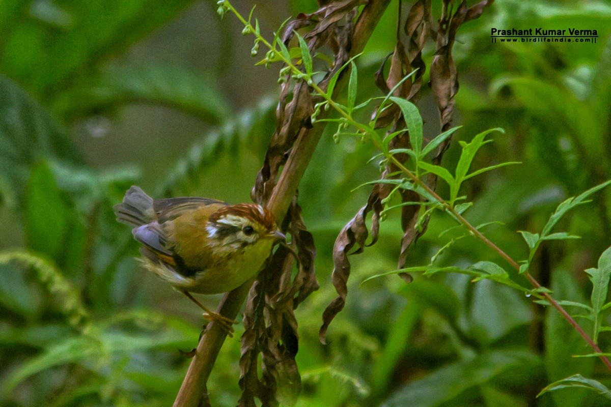 Rufous-winged Fulvetta - ML114637891